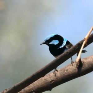 Malurus cyaneus at Acton, ACT - 1 Nov 2019