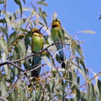 Merops ornatus (Rainbow Bee-eater) at Paddys River, ACT - 1 Nov 2019 by RodDeb