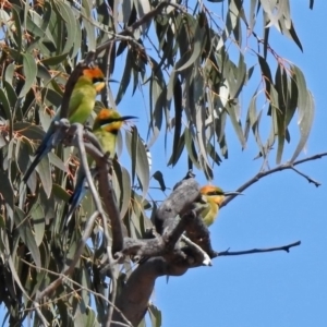 Merops ornatus at Paddys River, ACT - 1 Nov 2019