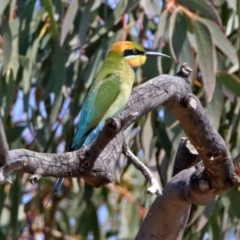 Merops ornatus at Paddys River, ACT - 1 Nov 2019 10:56 AM