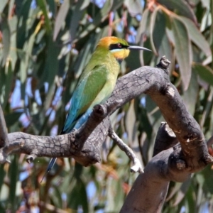 Merops ornatus at Paddys River, ACT - 1 Nov 2019