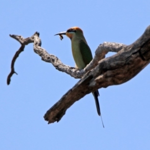 Merops ornatus at Paddys River, ACT - 1 Nov 2019