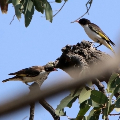 Grantiella picta (Painted Honeyeater) at Tennent, ACT - 1 Nov 2019 by RodDeb