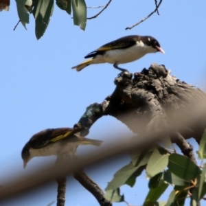 Grantiella picta at Tennent, ACT - 1 Nov 2019