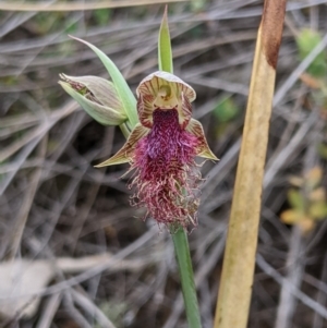 Calochilus platychilus at Denman Prospect, ACT - suppressed