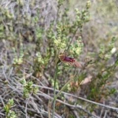 Calochilus platychilus at Denman Prospect, ACT - suppressed