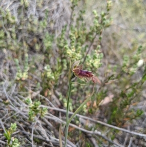 Calochilus platychilus at Denman Prospect, ACT - suppressed