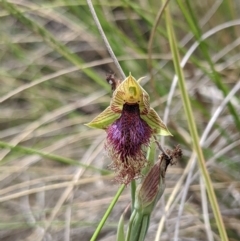 Calochilus platychilus at Denman Prospect, ACT - suppressed