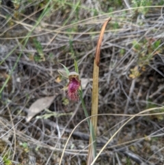 Calochilus platychilus at Denman Prospect, ACT - suppressed