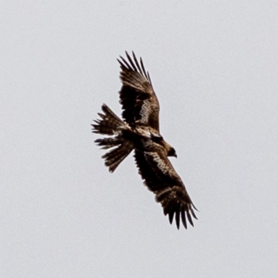 Hieraaetus morphnoides (Little Eagle) at Stromlo, ACT - 1 Nov 2019 by JohnHurrell