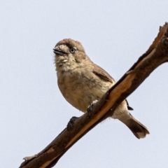 Aphelocephala leucopsis (Southern Whiteface) at Stromlo, ACT - 1 Nov 2019 by JohnHurrell