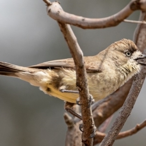 Aphelocephala leucopsis at Stromlo, ACT - 2 Nov 2019