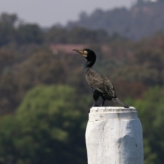 Phalacrocorax carbo (Great Cormorant) at Lake Burley Griffin West - 1 Nov 2019 by jb2602