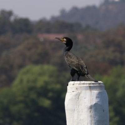 Phalacrocorax carbo (Great Cormorant) at Lake Burley Griffin West - 1 Nov 2019 by jb2602