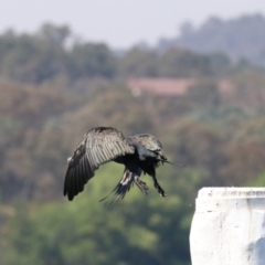 Phalacrocorax carbo at Acton, ACT - 1 Nov 2019 09:52 AM