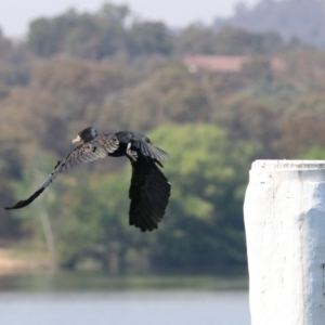 Phalacrocorax carbo at Acton, ACT - 1 Nov 2019 09:52 AM