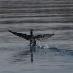 Phalacrocorax carbo at Acton, ACT - 1 Nov 2019 09:52 AM