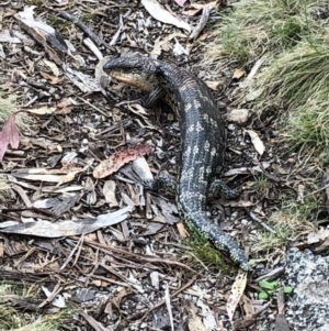 Tiliqua nigrolutea at Rendezvous Creek, ACT - 2 Nov 2019