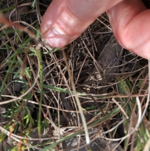 Viola sp. at Rendezvous Creek, ACT - 2 Nov 2019