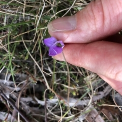 Viola sp. at Rendezvous Creek, ACT - 2 Nov 2019
