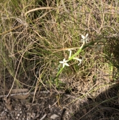 Stackhousia (genus) at Rendezvous Creek, ACT - 2 Nov 2019 by Jubeyjubes