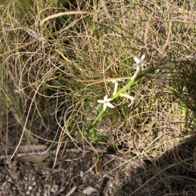 Stackhousia (genus) at Rendezvous Creek, ACT - 2 Nov 2019 by Jubeyjubes