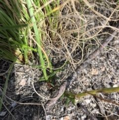 Stackhousia sp. at Rendezvous Creek, ACT - 2 Nov 2019