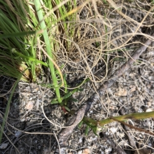 Stackhousia sp. at Rendezvous Creek, ACT - 2 Nov 2019