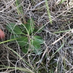 Brachyscome decipiens (Field Daisy) at Rendezvous Creek, ACT - 2 Nov 2019 by Jubeyjubes