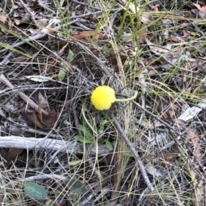 Craspedia sp. at Rendezvous Creek, ACT - 2 Nov 2019