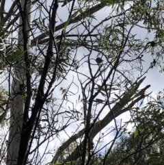 Pachycephala rufiventris at Namadgi National Park - 2 Nov 2019 by Jubeyjubes