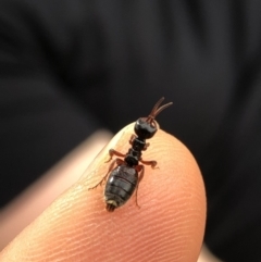 Thynninae (subfamily) (Smooth flower wasp) at Rendezvous Creek, ACT - 2 Nov 2019 by Jubeyjubes