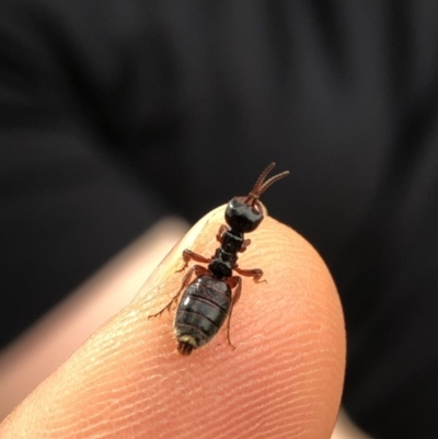 Thynninae (subfamily) (Smooth flower wasp) at Rendezvous Creek, ACT - 2 Nov 2019 by Jubeyjubes