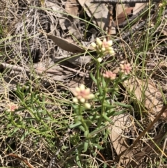 Stackhousia monogyna (Creamy Candles) at Rendezvous Creek, ACT - 2 Nov 2019 by Jubeyjubes