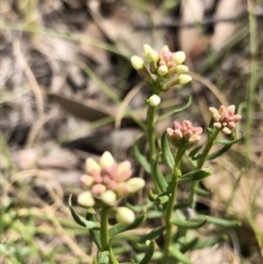 Stackhousia monogyna at Rendezvous Creek, ACT - 2 Nov 2019 03:26 PM