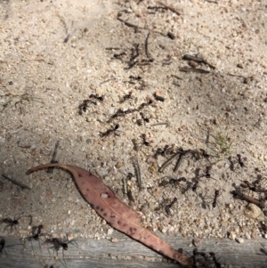 Iridomyrmex purpureus at Rendezvous Creek, ACT - 2 Nov 2019 02:47 PM