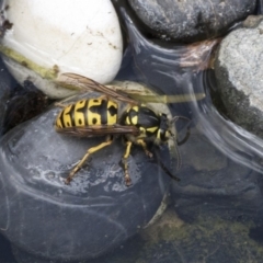 Vespula germanica (European Wasp, German Yellowjacket Wasp) at Higgins, ACT - 2 Nov 2019 by AlisonMilton