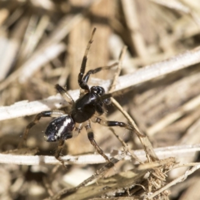 Zodariidae (family) (Ant spider or Spotted ground spider) at Higgins, ACT - 2 Nov 2019 by AlisonMilton