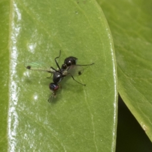 Sepsidae (family) at Higgins, ACT - 2 Nov 2019 08:36 AM