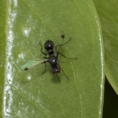 Sepsidae (family) at Higgins, ACT - 2 Nov 2019 08:36 AM