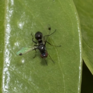 Sepsidae (family) at Higgins, ACT - 2 Nov 2019