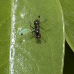 Sepsidae (family) at Higgins, ACT - 2 Nov 2019 08:36 AM