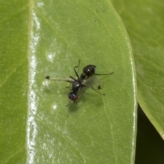 Sepsidae (family) at Higgins, ACT - 2 Nov 2019