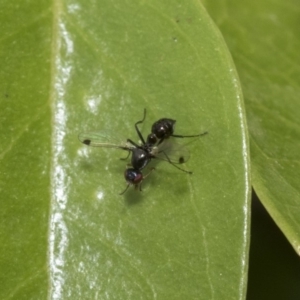 Sepsidae (family) at Higgins, ACT - 2 Nov 2019 08:36 AM