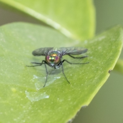 Dolichopodidae (family) (Unidentified Long-legged fly) at Higgins, ACT - 1 Nov 2019 by AlisonMilton
