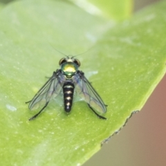 Dolichopodidae (family) at Higgins, ACT - 2 Nov 2019 09:14 AM