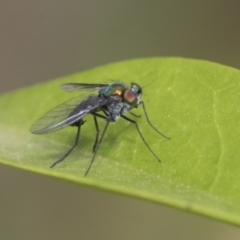 Dolichopodidae (family) at Higgins, ACT - 2 Nov 2019