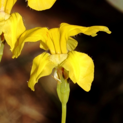 Goodenia pinnatifida (Scrambled Eggs) at Campbell Park Woodland - 2 Nov 2019 by Marthijn