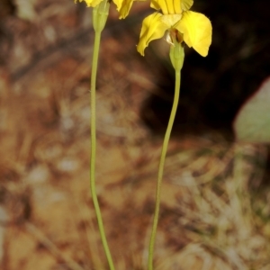 Goodenia pinnatifida at Mount Ainslie - 2 Nov 2019 09:02 AM