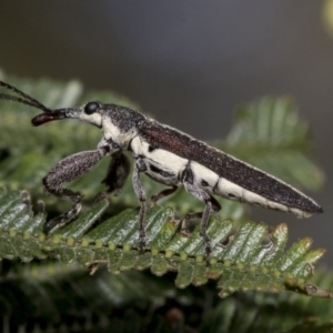 Rhinotia sp. (genus) at Hawker, ACT - 31 Oct 2019